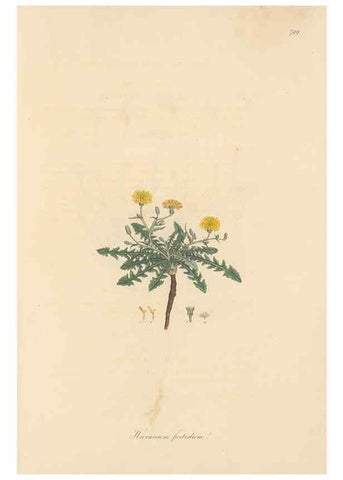Reproducción/Reproduction 49579343178: Flora Graeca, sive, Plantarum rariorum historia, quas in provinciis aut insulis Graeciae /. Londini :Typis Richardi Taylor et socii, in Vico Shoe-Lane :MDCCCVI-MDCCCXL [1806-1840].. 