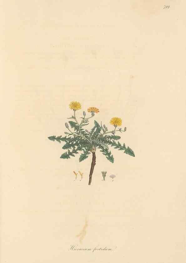 Reproducción/Reproduction 49579343178: Flora Graeca, sive, Plantarum rariorum historia, quas in provinciis aut insulis Graeciae /. Londini :Typis Richardi Taylor et socii, in Vico Shoe-Lane :MDCCCVI-MDCCCXL [1806-1840].. 