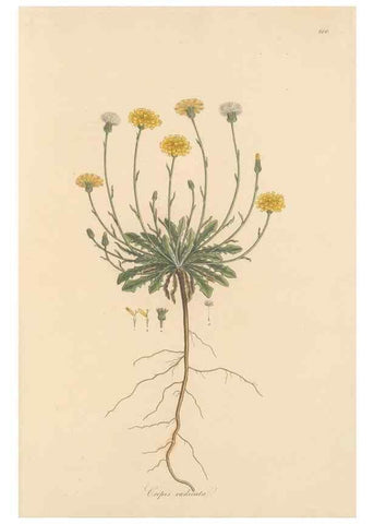Reproducción/Reproduction 49579343613: Flora Graeca, sive, Plantarum rariorum historia, quas in provinciis aut insulis Graeciae /. Londini :Typis Richardi Taylor et socii, in Vico Shoe-Lane :MDCCCVI-MDCCCXL [1806-1840].. 