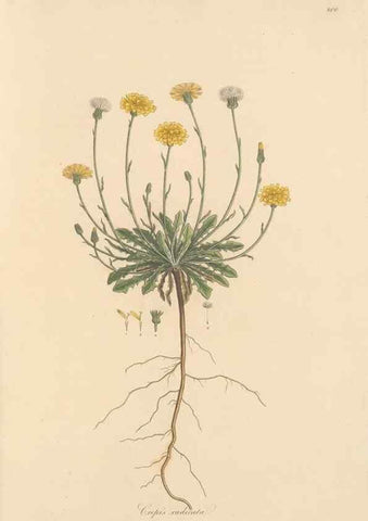 Reproducción/Reproduction 49579343613: Flora Graeca, sive, Plantarum rariorum historia, quas in provinciis aut insulis Graeciae /. Londini :Typis Richardi Taylor et socii, in Vico Shoe-Lane :MDCCCVI-MDCCCXL [1806-1840].. 