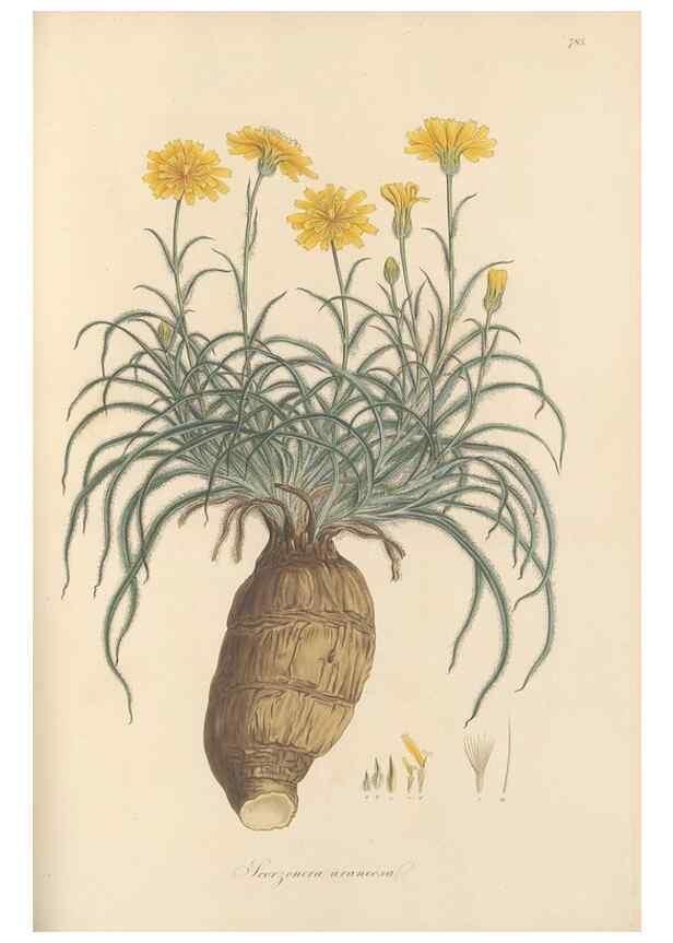 Reproducción/Reproduction 49579337843: Flora Graeca, sive, Plantarum rariorum historia, quas in provinciis aut insulis Graeciae /. Londini :Typis Richardi Taylor et socii, in Vico Shoe-Lane :MDCCCVI-MDCCCXL [1806-1840].. 