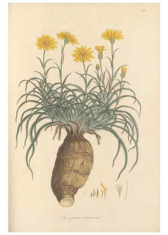 Reproducción/Reproduction 49579337843: Flora Graeca, sive, Plantarum rariorum historia, quas in provinciis aut insulis Graeciae /. Londini :Typis Richardi Taylor et socii, in Vico Shoe-Lane :MDCCCVI-MDCCCXL [1806-1840].. 