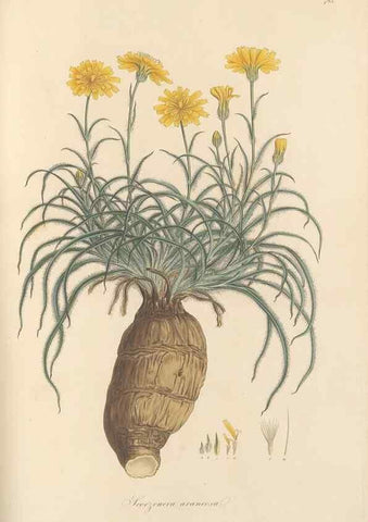 Reproducción/Reproduction 49579337843: Flora Graeca, sive, Plantarum rariorum historia, quas in provinciis aut insulis Graeciae /. Londini :Typis Richardi Taylor et socii, in Vico Shoe-Lane :MDCCCVI-MDCCCXL [1806-1840].. 