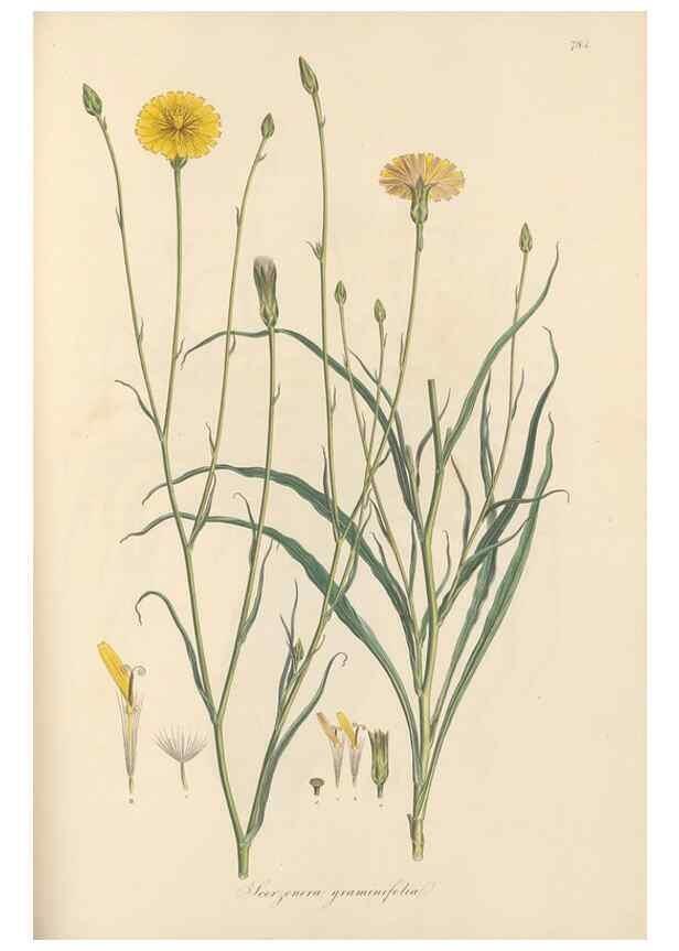 Reproducción/Reproduction 49579337463: Flora Graeca, sive, Plantarum rariorum historia, quas in provinciis aut insulis Graeciae /. Londini :Typis Richardi Taylor et socii, in Vico Shoe-Lane :MDCCCVI-MDCCCXL [1806-1840].. 