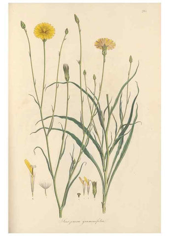Reproducción/Reproduction 49579337463: Flora Graeca, sive, Plantarum rariorum historia, quas in provinciis aut insulis Graeciae /. Londini :Typis Richardi Taylor et socii, in Vico Shoe-Lane :MDCCCVI-MDCCCXL [1806-1840].. 