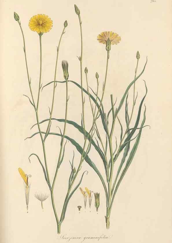 Reproducción/Reproduction 49579337463: Flora Graeca, sive, Plantarum rariorum historia, quas in provinciis aut insulis Graeciae /. Londini :Typis Richardi Taylor et socii, in Vico Shoe-Lane :MDCCCVI-MDCCCXL [1806-1840].. 