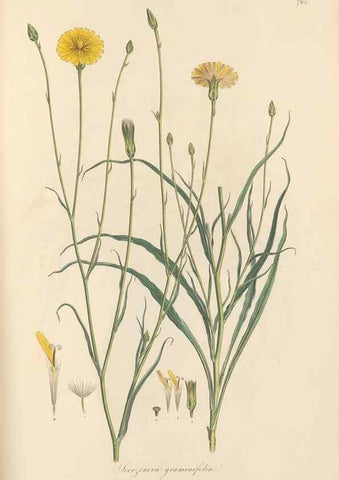 Reproducción/Reproduction 49579337463: Flora Graeca, sive, Plantarum rariorum historia, quas in provinciis aut insulis Graeciae /. Londini :Typis Richardi Taylor et socii, in Vico Shoe-Lane :MDCCCVI-MDCCCXL [1806-1840].. 
