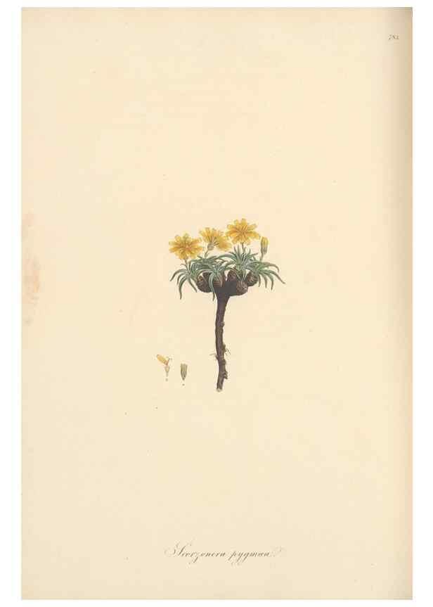 Reproducción/Reproduction 49579841021: Flora Graeca, sive, Plantarum rariorum historia, quas in provinciis aut insulis Graeciae /. Londini :Typis Richardi Taylor et socii, in Vico Shoe-Lane :MDCCCVI-MDCCCXL [1806-1840].. 