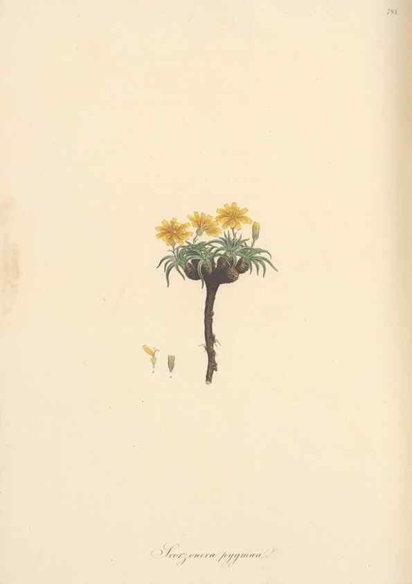 Reproducción/Reproduction 49579841021: Flora Graeca, sive, Plantarum rariorum historia, quas in provinciis aut insulis Graeciae /. Londini :Typis Richardi Taylor et socii, in Vico Shoe-Lane :MDCCCVI-MDCCCXL [1806-1840].. 