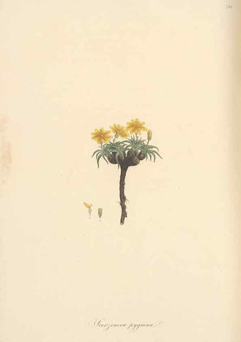 Reproducción/Reproduction 49579841021: Flora Graeca, sive, Plantarum rariorum historia, quas in provinciis aut insulis Graeciae /. Londini :Typis Richardi Taylor et socii, in Vico Shoe-Lane :MDCCCVI-MDCCCXL [1806-1840].. 
