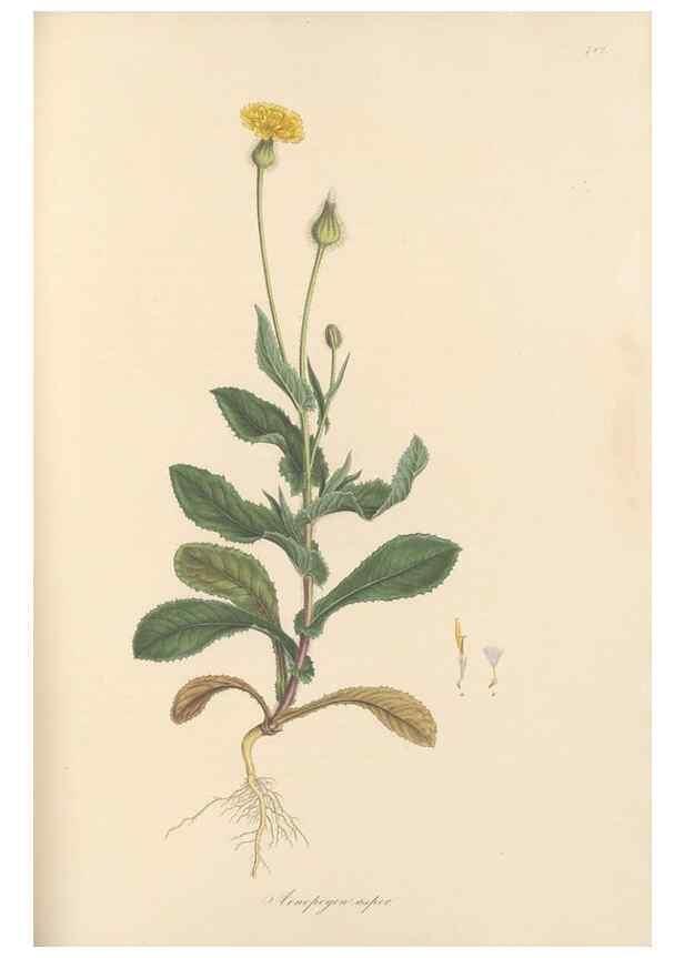 Reproducción/Reproduction 49579840481: Flora Graeca, sive, Plantarum rariorum historia, quas in provinciis aut insulis Graeciae /. Londini :Typis Richardi Taylor et socii, in Vico Shoe-Lane :MDCCCVI-MDCCCXL [1806-1840].. 
