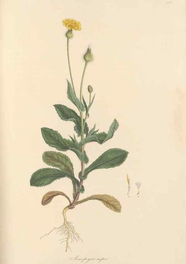 Reproducción/Reproduction 49579840481: Flora Graeca, sive, Plantarum rariorum historia, quas in provinciis aut insulis Graeciae /. Londini :Typis Richardi Taylor et socii, in Vico Shoe-Lane :MDCCCVI-MDCCCXL [1806-1840].. 