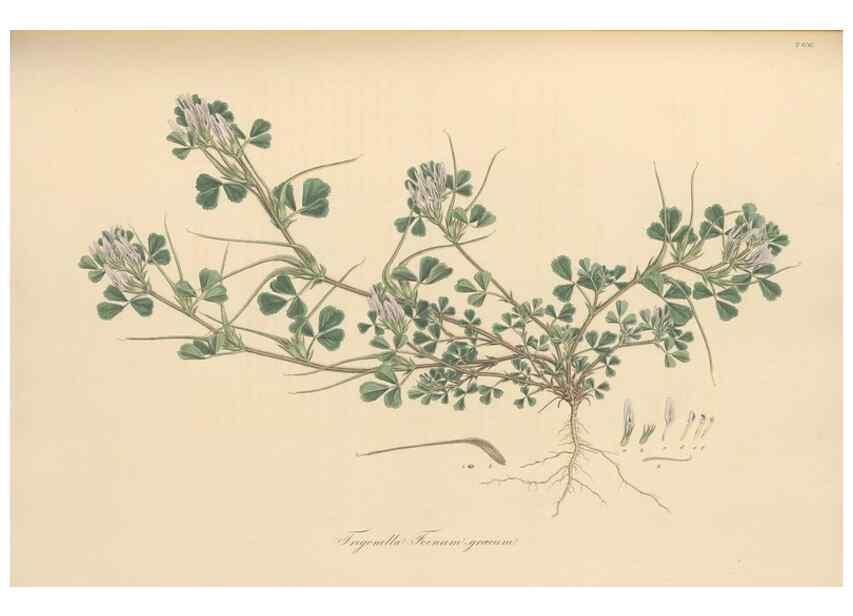 Reproducción/Reproduction 49579835076: Flora Graeca, sive, Plantarum rariorum historia, quas in provinciis aut insulis Graeciae /. Londini :Typis Richardi Taylor et socii, in Vico Shoe-Lane :MDCCCVI-MDCCCXL [1806-1840].. 