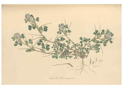 Reproducción/Reproduction 49579835076: Flora Graeca, sive, Plantarum rariorum historia, quas in provinciis aut insulis Graeciae /. Londini :Typis Richardi Taylor et socii, in Vico Shoe-Lane :MDCCCVI-MDCCCXL [1806-1840].. 