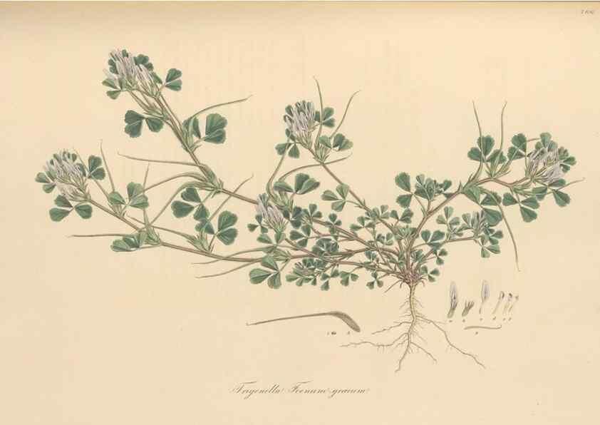 Reproducción/Reproduction 49579835076: Flora Graeca, sive, Plantarum rariorum historia, quas in provinciis aut insulis Graeciae /. Londini :Typis Richardi Taylor et socii, in Vico Shoe-Lane :MDCCCVI-MDCCCXL [1806-1840].. 