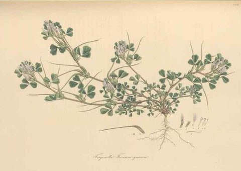 Reproducción/Reproduction 49579835076: Flora Graeca, sive, Plantarum rariorum historia, quas in provinciis aut insulis Graeciae /. Londini :Typis Richardi Taylor et socii, in Vico Shoe-Lane :MDCCCVI-MDCCCXL [1806-1840].. 
