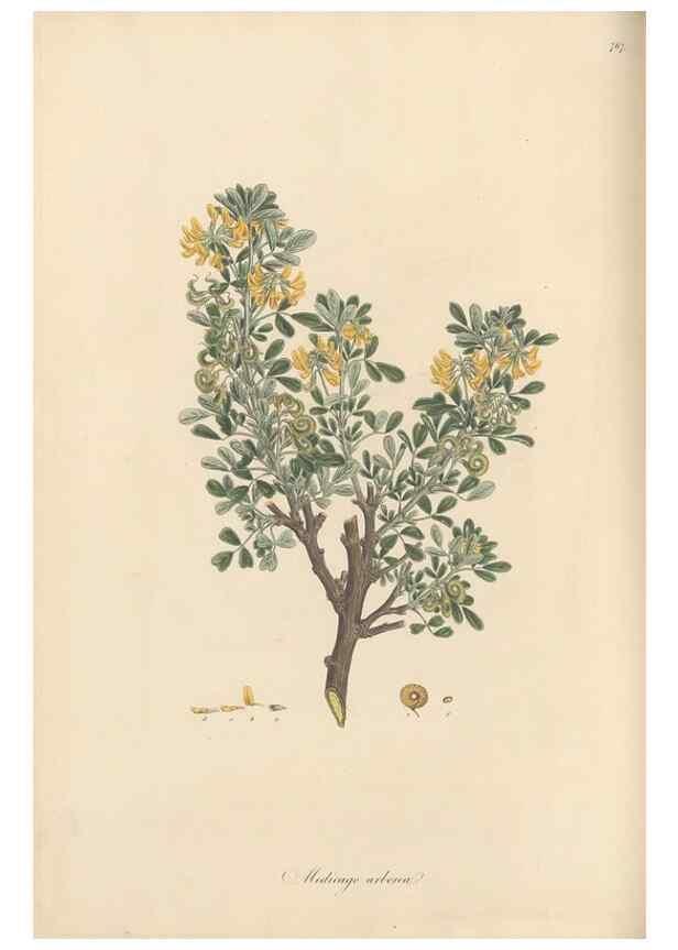 Reproducción/Reproduction 49579331658: Flora Graeca, sive, Plantarum rariorum historia, quas in provinciis aut insulis Graeciae /. Londini :Typis Richardi Taylor et socii, in Vico Shoe-Lane :MDCCCVI-MDCCCXL [1806-1840].. 