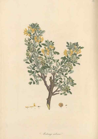 Reproducción/Reproduction 49579331658: Flora Graeca, sive, Plantarum rariorum historia, quas in provinciis aut insulis Graeciae /. Londini :Typis Richardi Taylor et socii, in Vico Shoe-Lane :MDCCCVI-MDCCCXL [1806-1840].. 