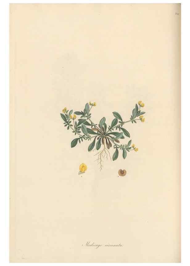 Reproducción/Reproduction 49579835691: Flora Graeca, sive, Plantarum rariorum historia, quas in provinciis aut insulis Graeciae /. Londini :Typis Richardi Taylor et socii, in Vico Shoe-Lane :MDCCCVI-MDCCCXL [1806-1840].. 