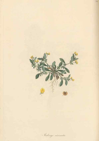Reproducción/Reproduction 49579835691: Flora Graeca, sive, Plantarum rariorum historia, quas in provinciis aut insulis Graeciae /. Londini :Typis Richardi Taylor et socii, in Vico Shoe-Lane :MDCCCVI-MDCCCXL [1806-1840].. 