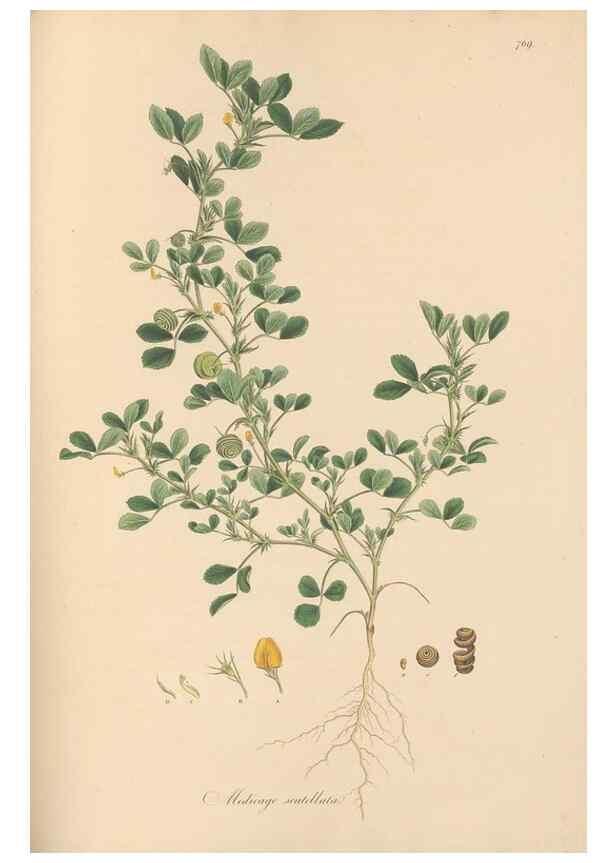 Reproducción/Reproduction 49580062527: Flora Graeca, sive, Plantarum rariorum historia, quas in provinciis aut insulis Graeciae /. Londini :Typis Richardi Taylor et socii, in Vico Shoe-Lane :MDCCCVI-MDCCCXL [1806-1840].. 