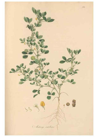 Reproducción/Reproduction 49580062527: Flora Graeca, sive, Plantarum rariorum historia, quas in provinciis aut insulis Graeciae /. Londini :Typis Richardi Taylor et socii, in Vico Shoe-Lane :MDCCCVI-MDCCCXL [1806-1840].. 