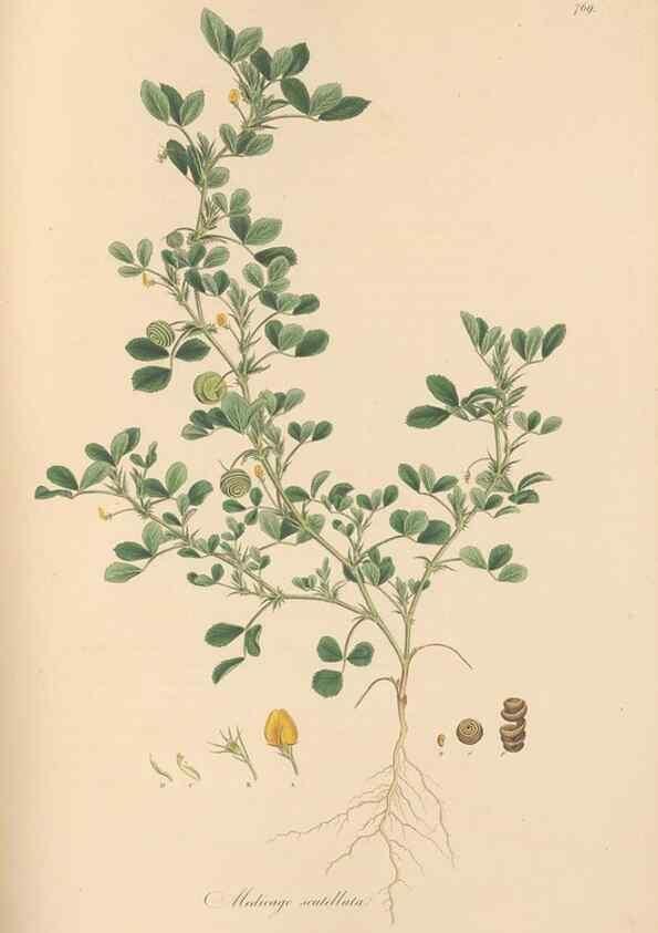 Reproducción/Reproduction 49580062527: Flora Graeca, sive, Plantarum rariorum historia, quas in provinciis aut insulis Graeciae /. Londini :Typis Richardi Taylor et socii, in Vico Shoe-Lane :MDCCCVI-MDCCCXL [1806-1840].. 