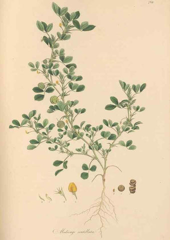 Reproducción/Reproduction 49580062527: Flora Graeca, sive, Plantarum rariorum historia, quas in provinciis aut insulis Graeciae /. Londini :Typis Richardi Taylor et socii, in Vico Shoe-Lane :MDCCCVI-MDCCCXL [1806-1840].. 