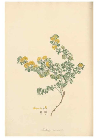 Reproducción/Reproduction 49579836336: Flora Graeca, sive, Plantarum rariorum historia, quas in provinciis aut insulis Graeciae /. Londini :Typis Richardi Taylor et socii, in Vico Shoe-Lane :MDCCCVI-MDCCCXL [1806-1840].. 