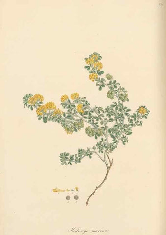 Reproducción/Reproduction 49579836336: Flora Graeca, sive, Plantarum rariorum historia, quas in provinciis aut insulis Graeciae /. Londini :Typis Richardi Taylor et socii, in Vico Shoe-Lane :MDCCCVI-MDCCCXL [1806-1840].. 