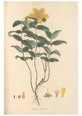Reproducción/Reproduction 49580063247: Flora Graeca, sive, Plantarum rariorum historia, quas in provinciis aut insulis Graeciae /. Londini :Typis Richardi Taylor et socii, in Vico Shoe-Lane :MDCCCVI-MDCCCXL [1806-1840].. 