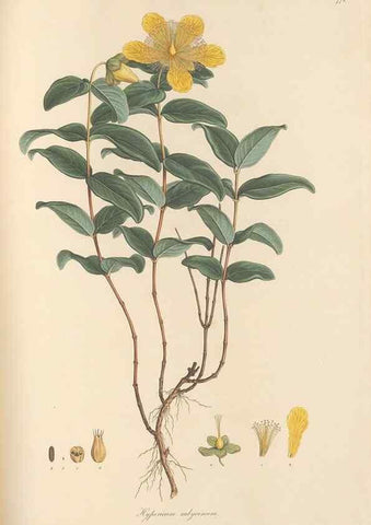 Reproducción/Reproduction 49580063247: Flora Graeca, sive, Plantarum rariorum historia, quas in provinciis aut insulis Graeciae /. Londini :Typis Richardi Taylor et socii, in Vico Shoe-Lane :MDCCCVI-MDCCCXL [1806-1840].. 
