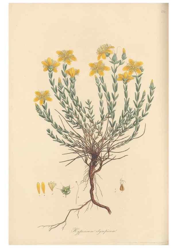 Reproducción/Reproduction 49580063647: Flora Graeca, sive, Plantarum rariorum historia, quas in provinciis aut insulis Graeciae /. Londini :Typis Richardi Taylor et socii, in Vico Shoe-Lane :MDCCCVI-MDCCCXL [1806-1840].. 