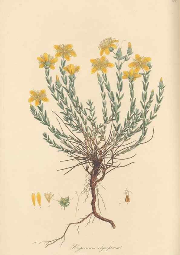 Reproducción/Reproduction 49580063647: Flora Graeca, sive, Plantarum rariorum historia, quas in provinciis aut insulis Graeciae /. Londini :Typis Richardi Taylor et socii, in Vico Shoe-Lane :MDCCCVI-MDCCCXL [1806-1840].. 