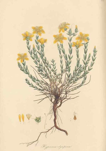 Reproducción/Reproduction 49580063647: Flora Graeca, sive, Plantarum rariorum historia, quas in provinciis aut insulis Graeciae /. Londini :Typis Richardi Taylor et socii, in Vico Shoe-Lane :MDCCCVI-MDCCCXL [1806-1840].. 
