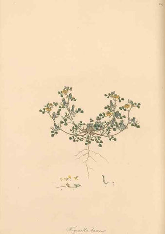 Reproducción/Reproduction 49580061057: Flora Graeca, sive, Plantarum rariorum historia, quas in provinciis aut insulis Graeciae /. Londini :Typis Richardi Taylor et socii, in Vico Shoe-Lane :MDCCCVI-MDCCCXL [1806-1840].. 