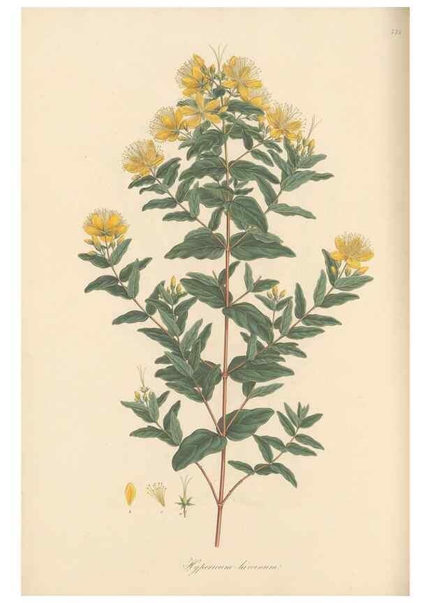 Reproducción/Reproduction 49580064062: Flora Graeca, sive, Plantarum rariorum historia, quas in provinciis aut insulis Graeciae /. Londini :Typis Richardi Taylor et socii, in Vico Shoe-Lane :MDCCCVI-MDCCCXL [1806-1840].. 