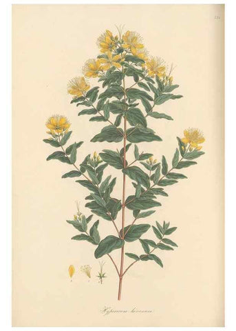 Reproducción/Reproduction 49580064062: Flora Graeca, sive, Plantarum rariorum historia, quas in provinciis aut insulis Graeciae /. Londini :Typis Richardi Taylor et socii, in Vico Shoe-Lane :MDCCCVI-MDCCCXL [1806-1840].. 
