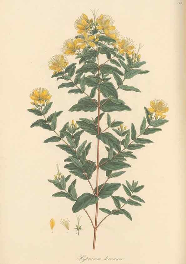 Reproducción/Reproduction 49580064062: Flora Graeca, sive, Plantarum rariorum historia, quas in provinciis aut insulis Graeciae /. Londini :Typis Richardi Taylor et socii, in Vico Shoe-Lane :MDCCCVI-MDCCCXL [1806-1840].. 