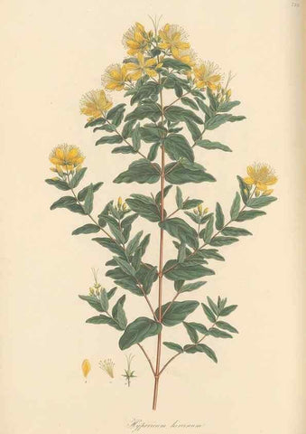 Reproducción/Reproduction 49580064062: Flora Graeca, sive, Plantarum rariorum historia, quas in provinciis aut insulis Graeciae /. Londini :Typis Richardi Taylor et socii, in Vico Shoe-Lane :MDCCCVI-MDCCCXL [1806-1840].. 
