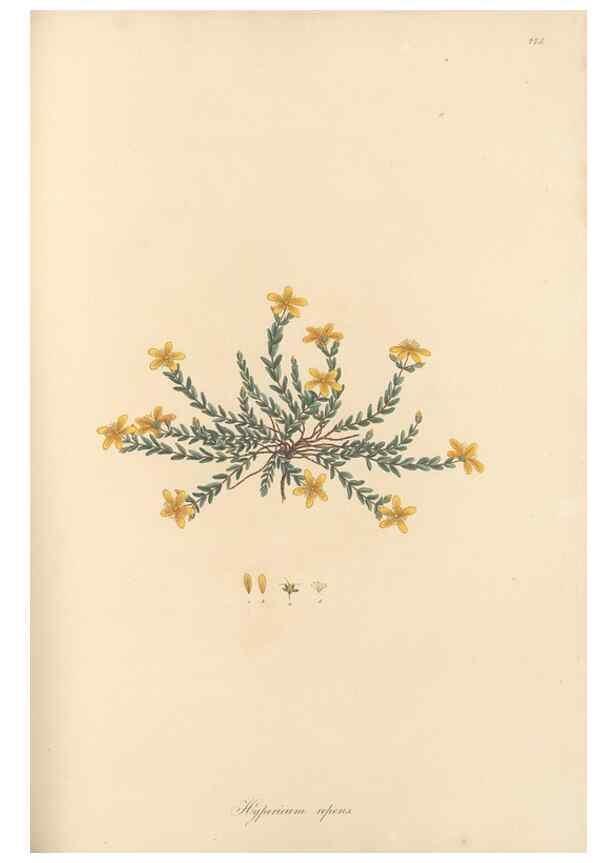 Reproducción/Reproduction 49580064757: Flora Graeca, sive, Plantarum rariorum historia, quas in provinciis aut insulis Graeciae /. Londini :Typis Richardi Taylor et socii, in Vico Shoe-Lane :MDCCCVI-MDCCCXL [1806-1840].. 