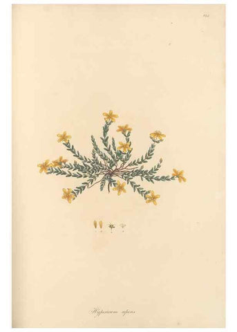 Reproducción/Reproduction 49580064757: Flora Graeca, sive, Plantarum rariorum historia, quas in provinciis aut insulis Graeciae /. Londini :Typis Richardi Taylor et socii, in Vico Shoe-Lane :MDCCCVI-MDCCCXL [1806-1840].. 