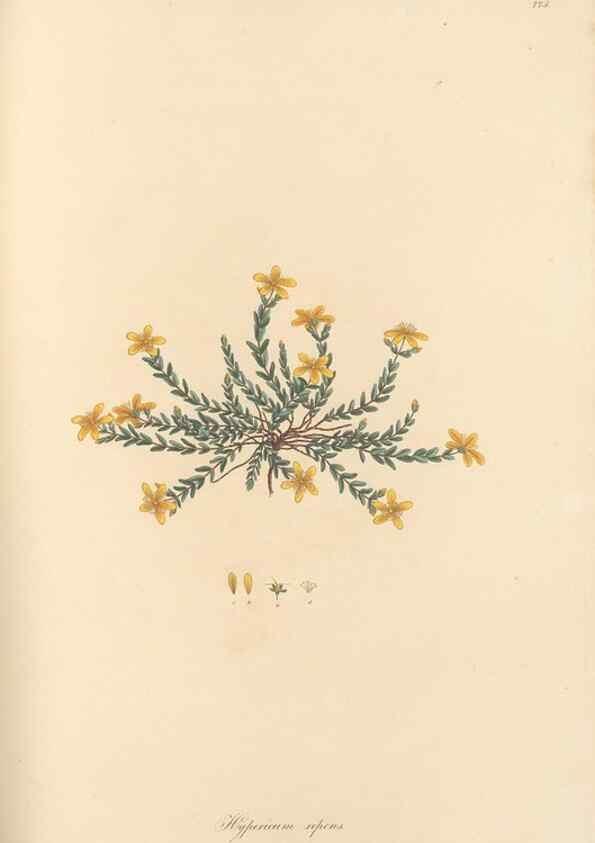 Reproducción/Reproduction 49580064757: Flora Graeca, sive, Plantarum rariorum historia, quas in provinciis aut insulis Graeciae /. Londini :Typis Richardi Taylor et socii, in Vico Shoe-Lane :MDCCCVI-MDCCCXL [1806-1840].. 