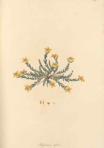Reproducción/Reproduction 49580064757: Flora Graeca, sive, Plantarum rariorum historia, quas in provinciis aut insulis Graeciae /. Londini :Typis Richardi Taylor et socii, in Vico Shoe-Lane :MDCCCVI-MDCCCXL [1806-1840].. 