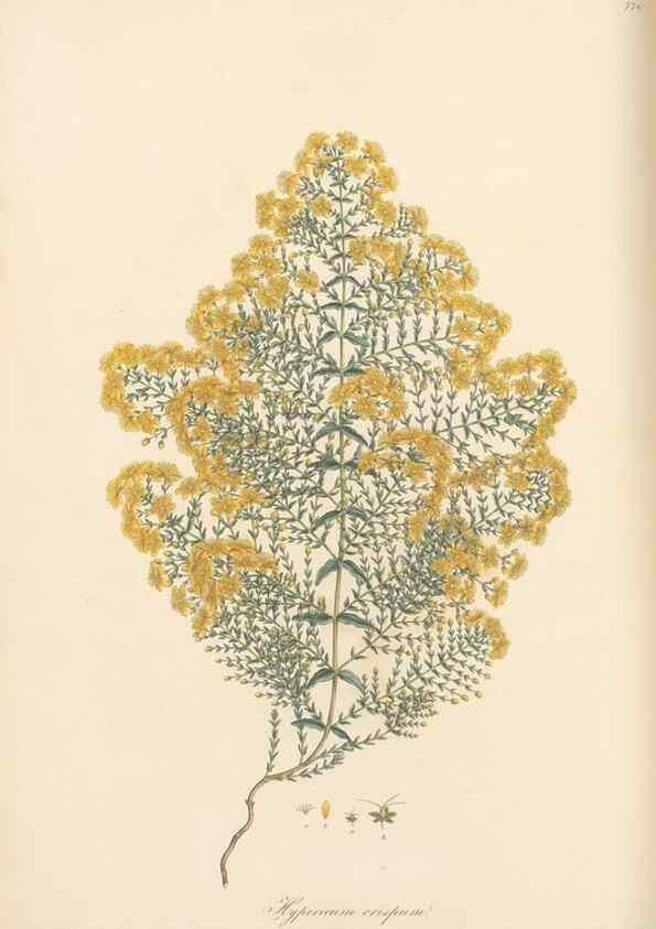 Reproducción/Reproduction 49580065117: Flora Graeca, sive, Plantarum rariorum historia, quas in provinciis aut insulis Graeciae /. Londini :Typis Richardi Taylor et socii, in Vico Shoe-Lane :MDCCCVI-MDCCCXL [1806-1840].. 