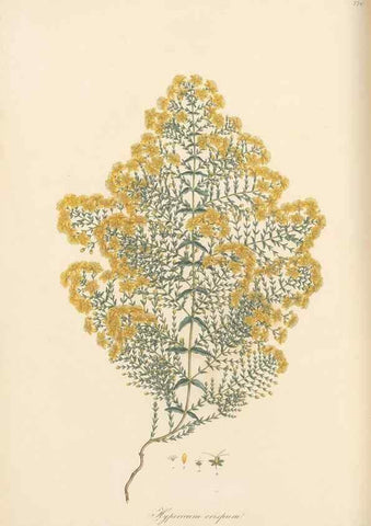Reproducción/Reproduction 49580065117: Flora Graeca, sive, Plantarum rariorum historia, quas in provinciis aut insulis Graeciae /. Londini :Typis Richardi Taylor et socii, in Vico Shoe-Lane :MDCCCVI-MDCCCXL [1806-1840].. 