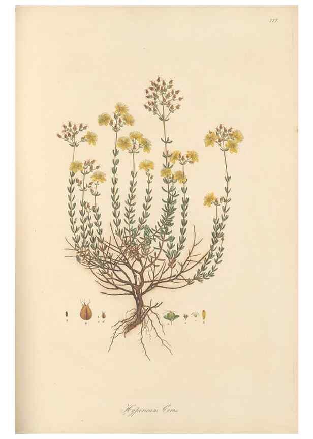 Reproducción/Reproduction 49579838711: Flora Graeca, sive, Plantarum rariorum historia, quas in provinciis aut insulis Graeciae /. Londini :Typis Richardi Taylor et socii, in Vico Shoe-Lane :MDCCCVI-MDCCCXL [1806-1840].. 