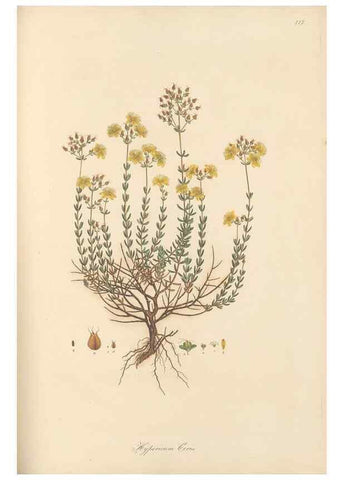 Reproducción/Reproduction 49579838711: Flora Graeca, sive, Plantarum rariorum historia, quas in provinciis aut insulis Graeciae /. Londini :Typis Richardi Taylor et socii, in Vico Shoe-Lane :MDCCCVI-MDCCCXL [1806-1840].. 