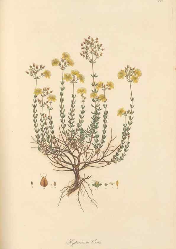 Reproducción/Reproduction 49579838711: Flora Graeca, sive, Plantarum rariorum historia, quas in provinciis aut insulis Graeciae /. Londini :Typis Richardi Taylor et socii, in Vico Shoe-Lane :MDCCCVI-MDCCCXL [1806-1840].. 