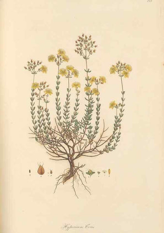 Reproducción/Reproduction 49579838711: Flora Graeca, sive, Plantarum rariorum historia, quas in provinciis aut insulis Graeciae /. Londini :Typis Richardi Taylor et socii, in Vico Shoe-Lane :MDCCCVI-MDCCCXL [1806-1840].. 